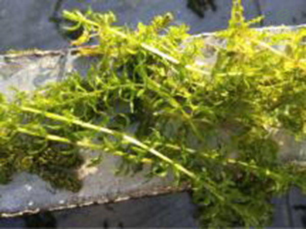 处理蟹塘水草茂盛ph值高问题