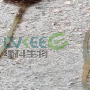 水产养殖口肠炎进料差死虾处理方法！