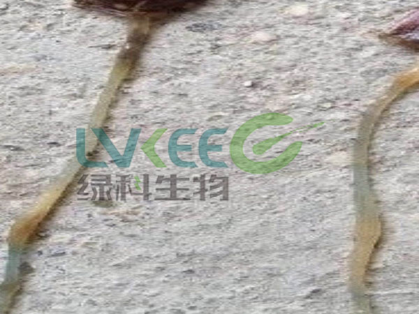 水产养殖口肠炎进料差死虾