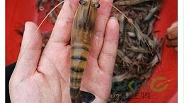 关键！如何处理罗氏沼虾偷死的现象？