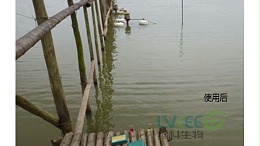 对虾前中期pH高，如何降解pH值呢？